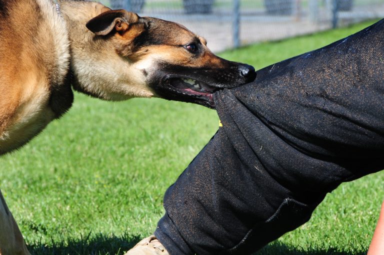 Mordeduras de Perro en Illinois: Por Qué el Dueño Casi Siempre Es Responsable